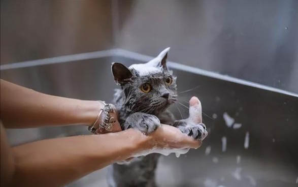 猫流口水透明没味道