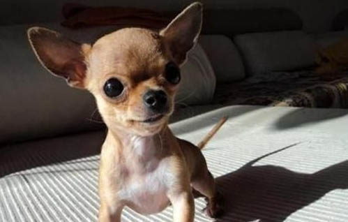 吉娃娃犬如何养
