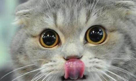 把猫掐窒息猫发疯