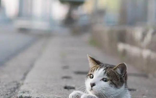 猫比狗聪明吗?