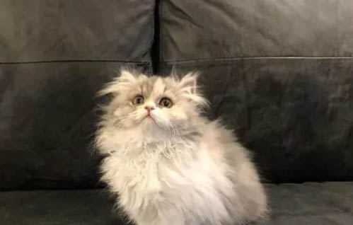猫咪一直躺着一动不动是什么原因?