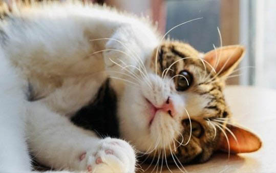 小猫多久做一次驱虫