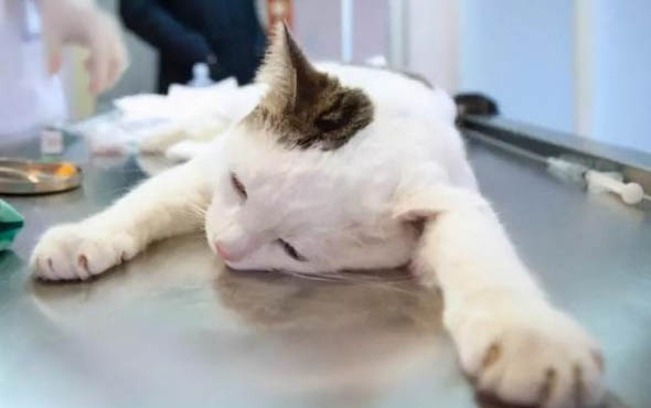 猫为什么会频繁呕吐