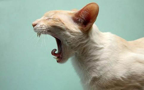 猫为什么会经常吐奶怎么回事