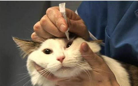 猫咪不吃不喝也不动没精神怎么办