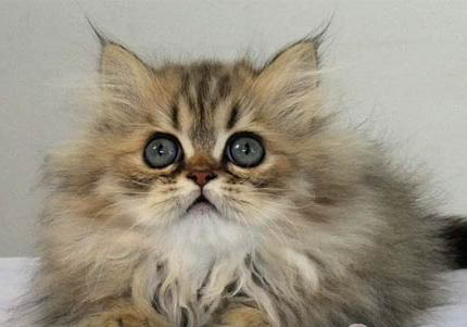 金吉拉猫一只眼睛流眼泪是怎么回事