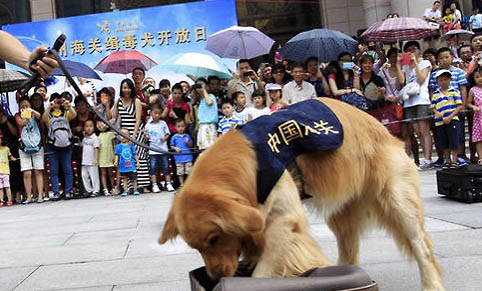 狗狗犬瘟初期伸舌头