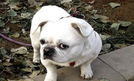 怎么纠正狗狗撕咬尿垫