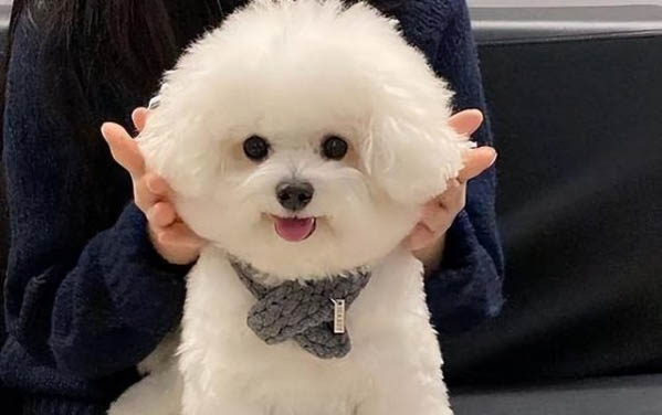 狗有哪些品种