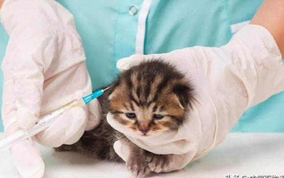 小猫绝育后多久可以用麻药
