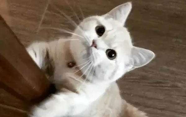 为什么猫咪不会吃小鱼干呢