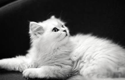 母猫多久会退奶?