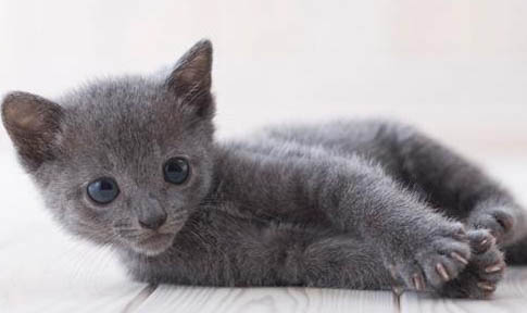 怎么分辨英短蓝猫是不是纯种