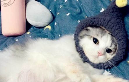 布偶猫只认一个主人吗