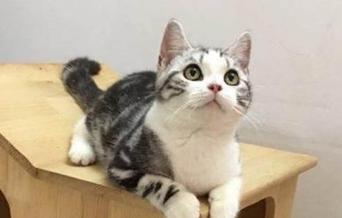 猫咪分娩前有哪些征兆