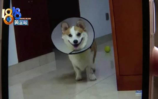 柯基奶糕要吃多久
