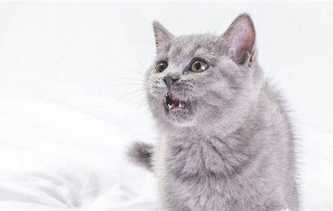 猫咪得肠胃炎一星期不吃了怎么办?