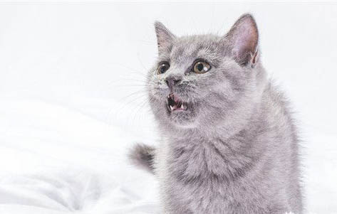 猫咪老流眼泪怎么回事儿
