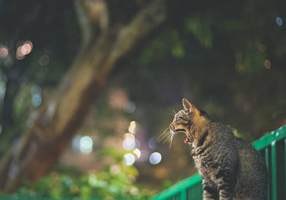 中国狸花猫呕吐的原因及处理方法