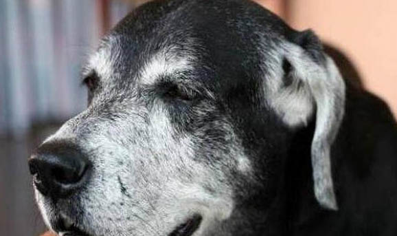 狗狗感冒和犬瘟的区别
