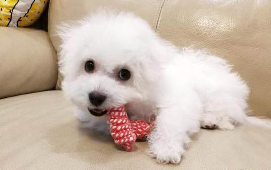 狗小狗感冒流鼻涕拉稀怎么办