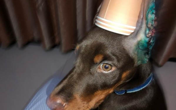 狗狗犬瘟初期症状是什么
