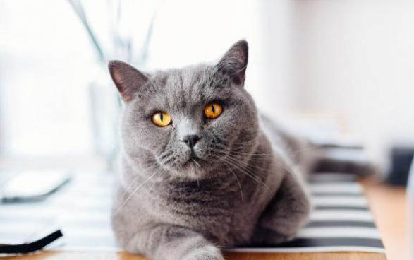 猫咪放屁正常吗