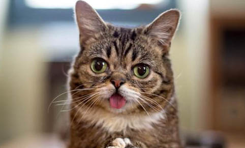 猫最近经常呕吐是什么原因