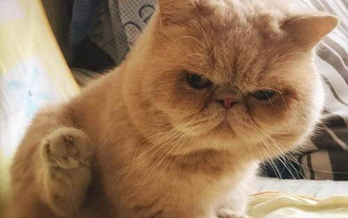 加菲猫为什么贵