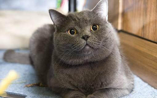 6个月猫咪一般多重