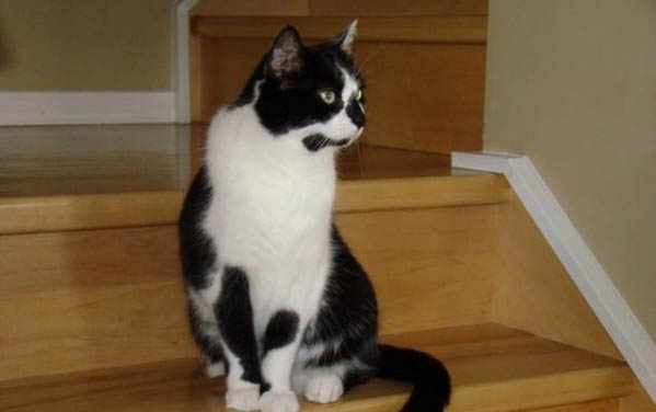 猫一直拉稀但精神很好