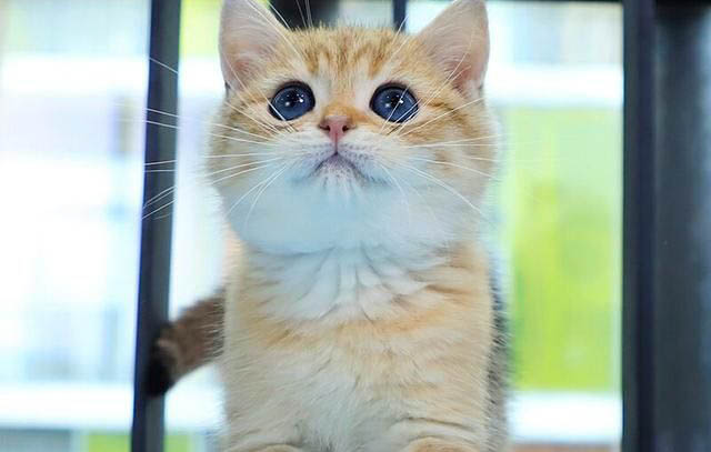 美国银虎斑猫的特征