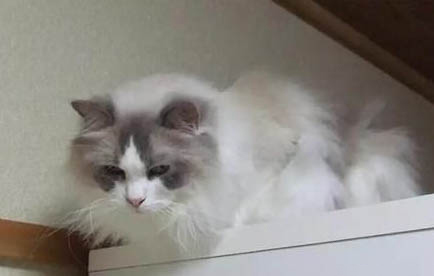 猫咪的脖子为什么会发出声音