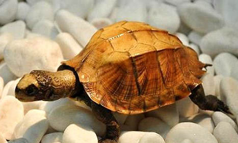 小乌龟得肺炎还能活多久？