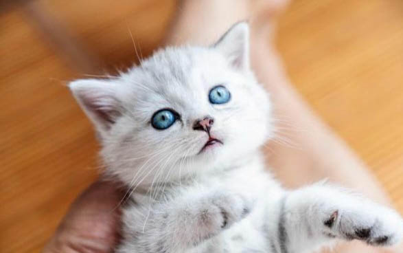 初生小奶猫几个月可以领养