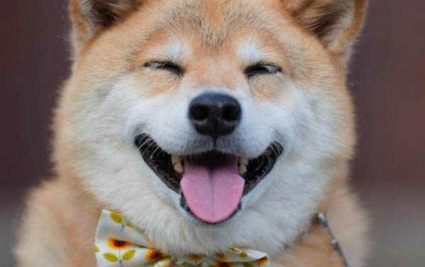 柴犬哪里有卖的