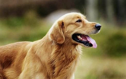 金毛犬得了白内障怎么办?
