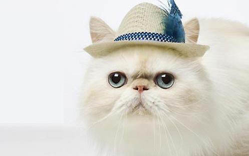 第一胎小猫存活率低的原因
