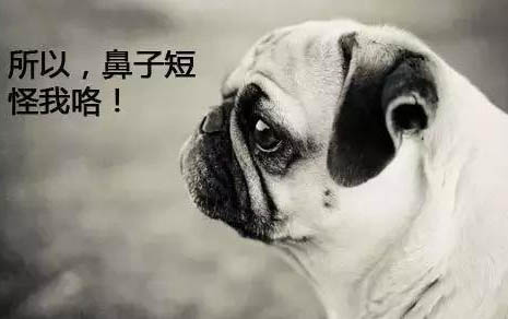 小狗鼻头干燥无精打采食欲不振怎么回事