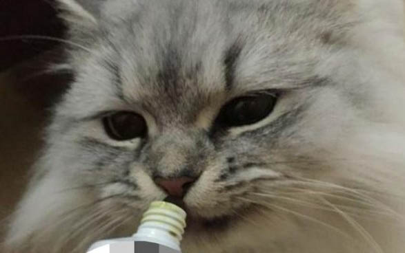 夏天给猫咪洗澡必须要吹干吗