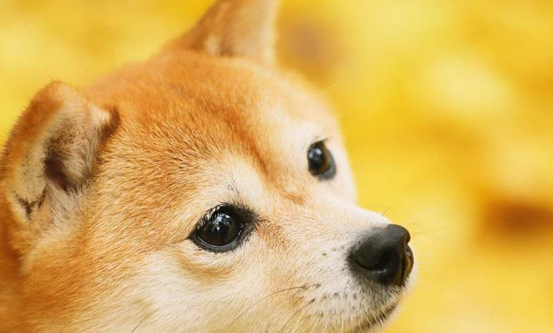 柴犬是不是日本的土狗?