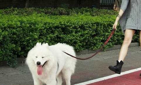 狗狗老想舔脸是为什么
