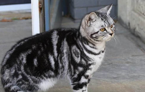 猫多久喂一次