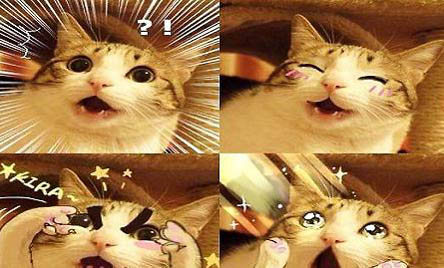 猫失踪了20多天自己回来