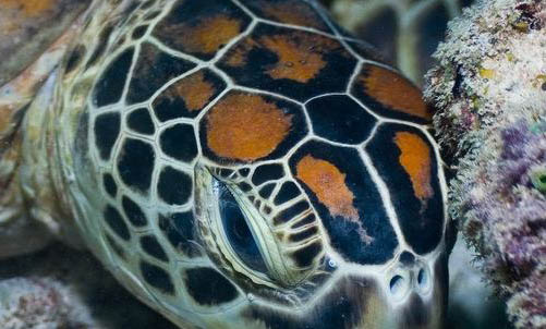 乌龟最多能活几年