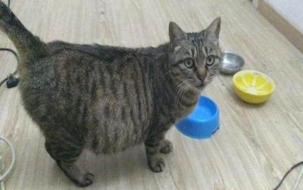 猫营养不良吃什么