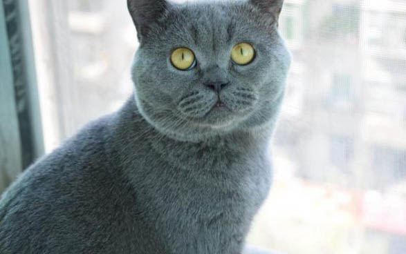 初次养猫养什么品种好