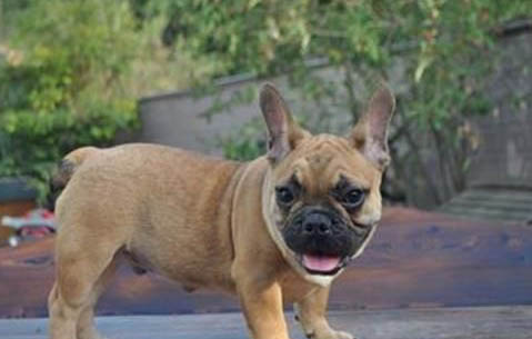 法国斗牛犬和英国斗牛犬哪个好