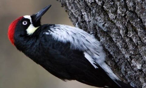啄木鸟冬眠还是不冬眠？