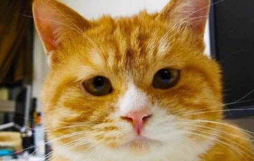 猫粮如何看成分